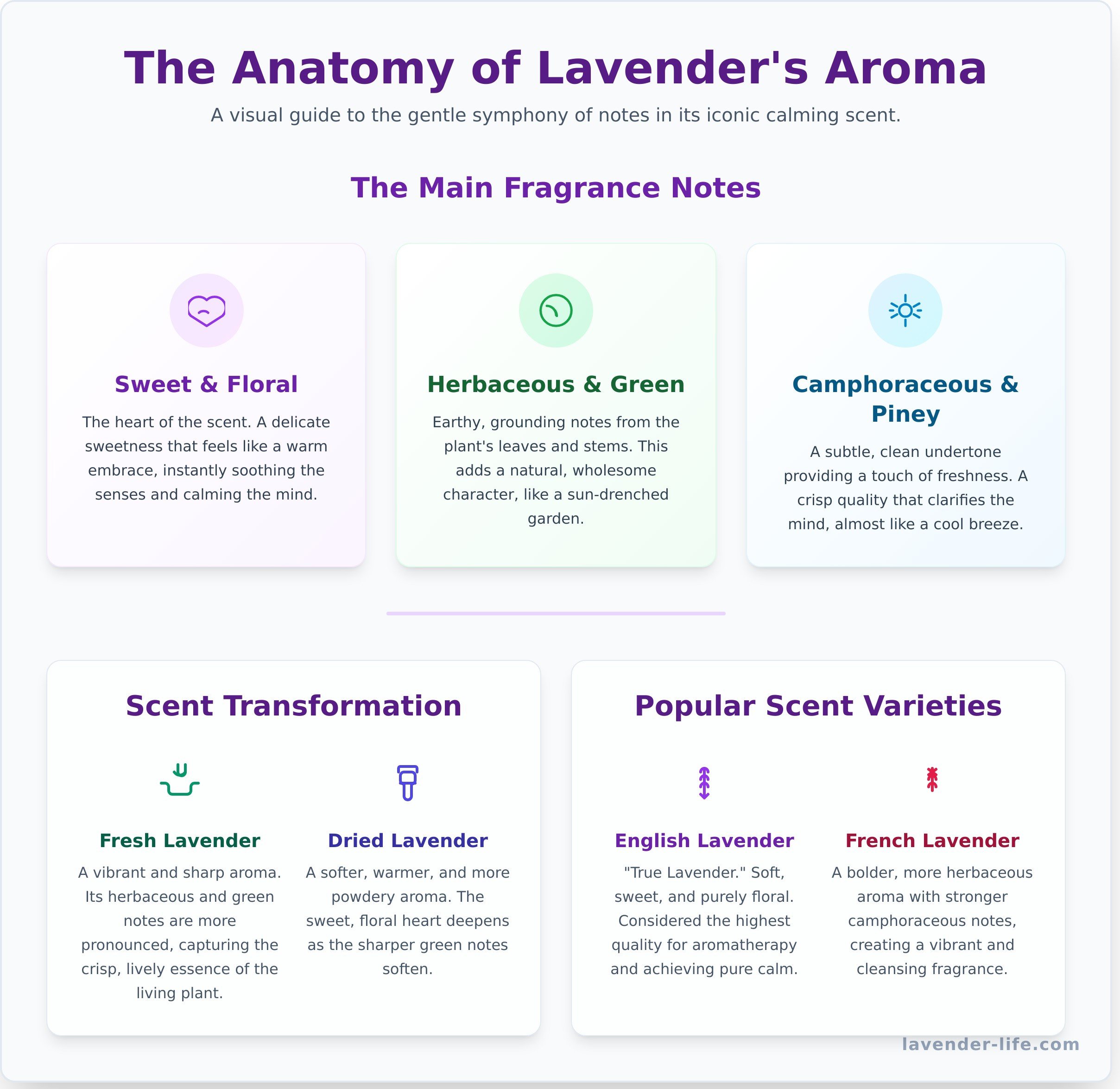 Lavender scent infographic - visual guide
