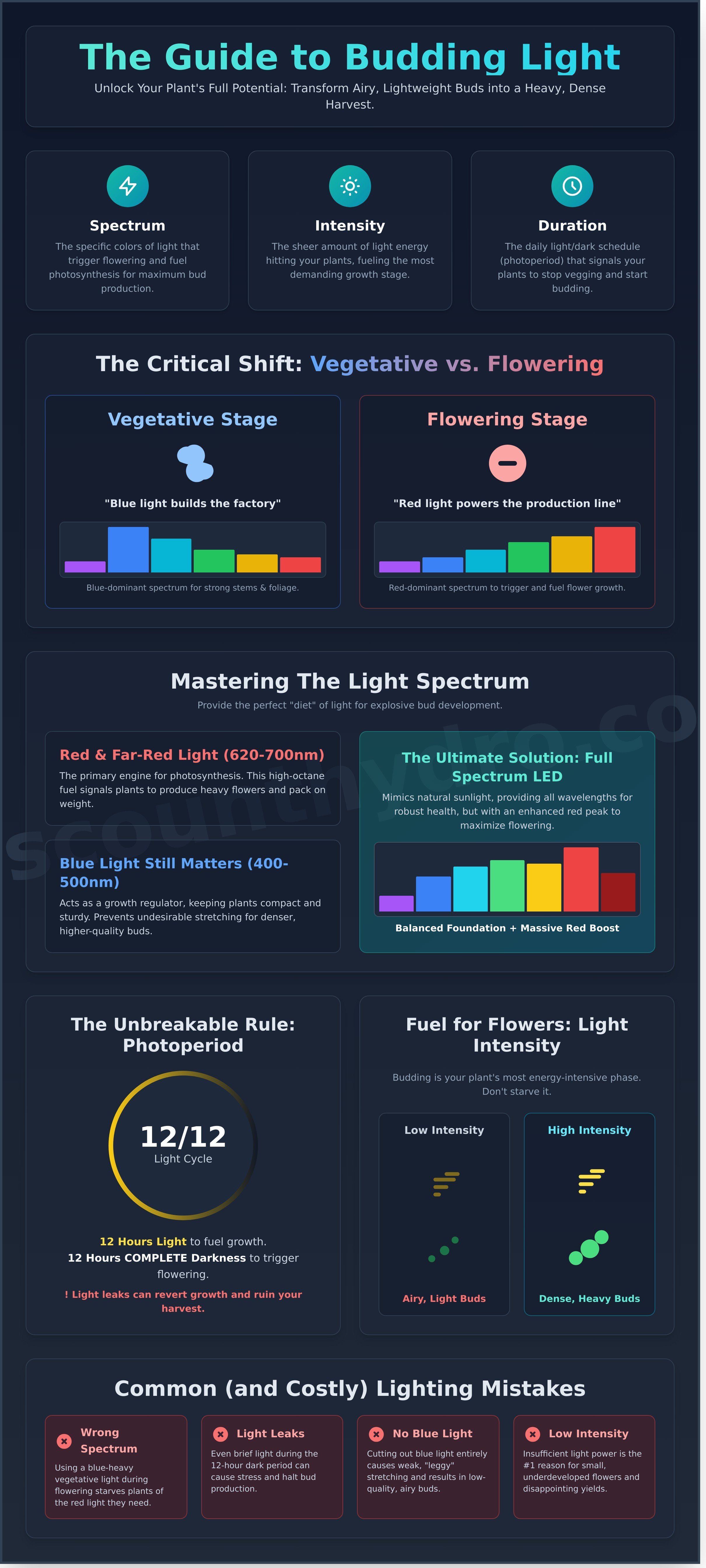 Budding light infographic - visual guide