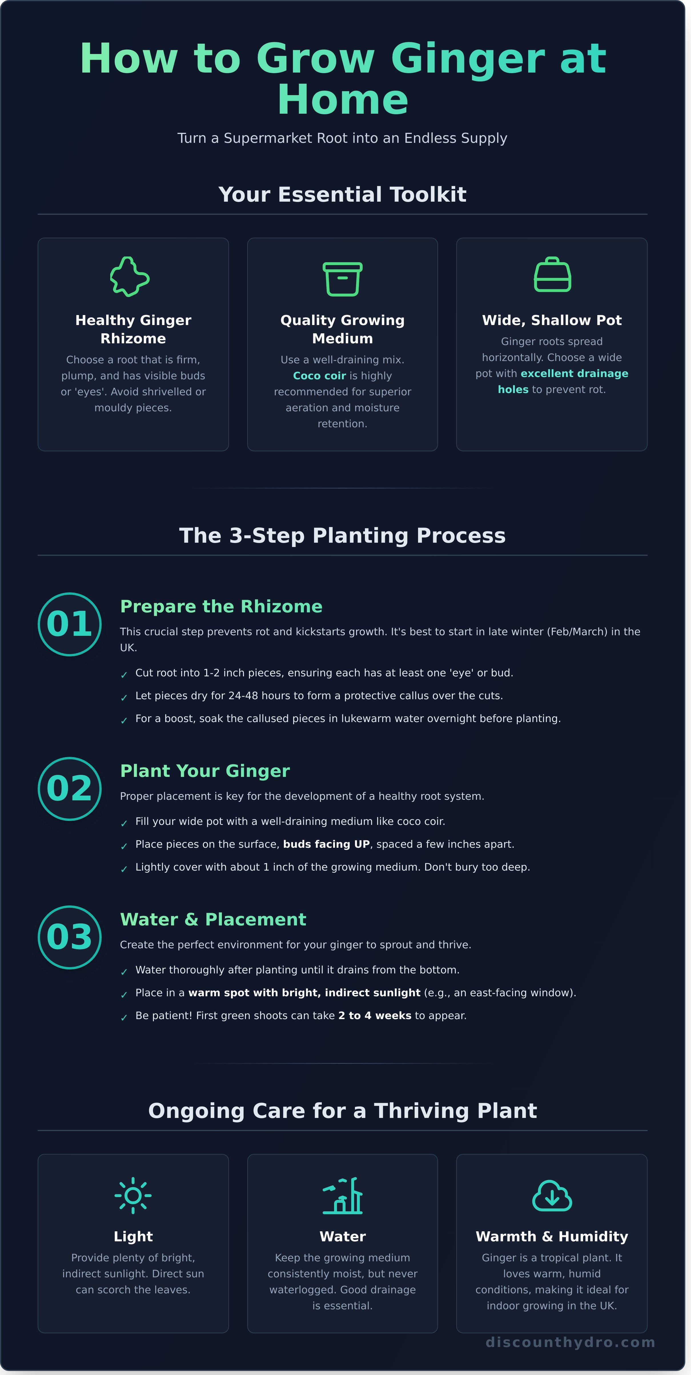 How to grow the ginger infographic - visual guide