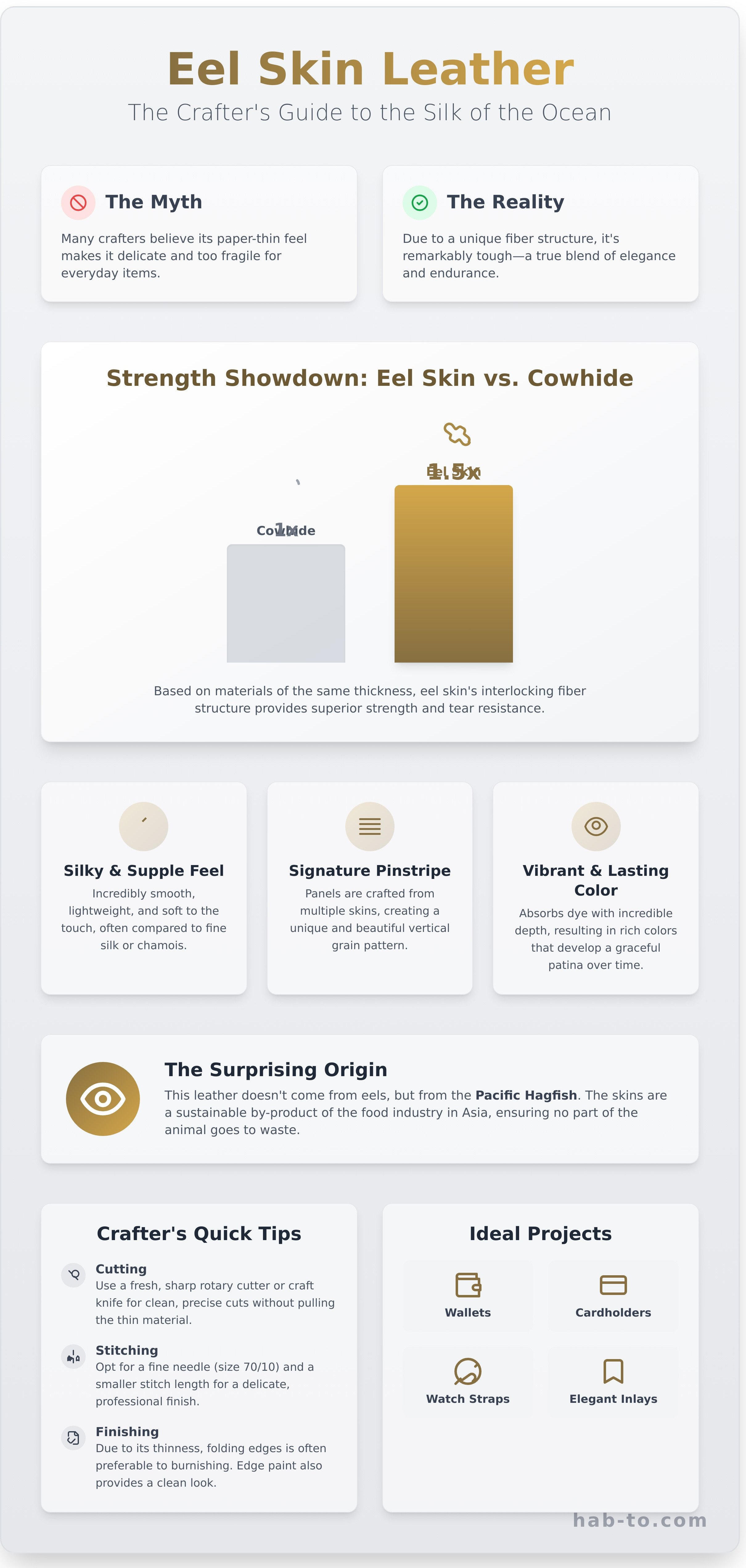 Eel skin infographic - visual guide