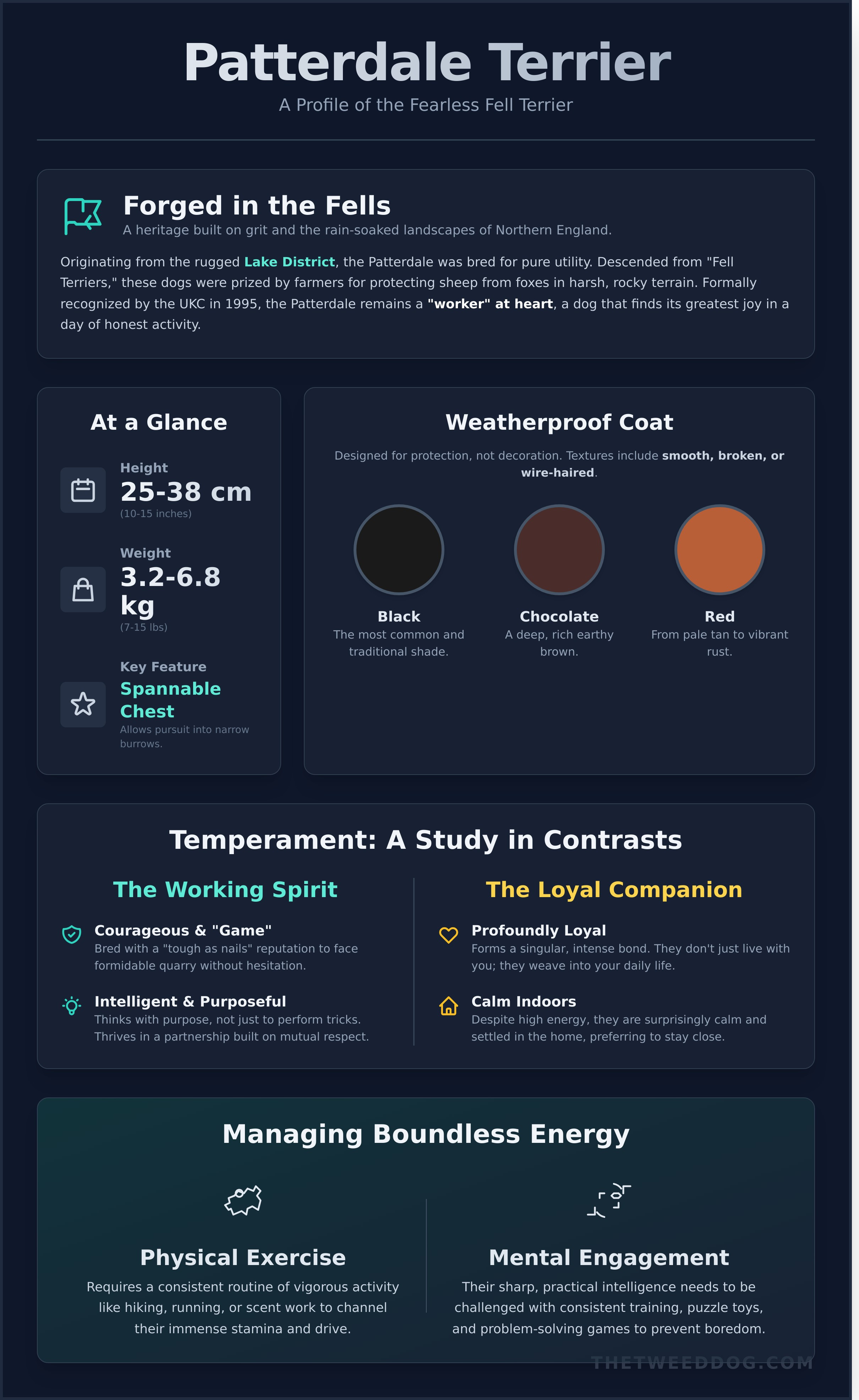 Patterdale terrier infographic - visual guide