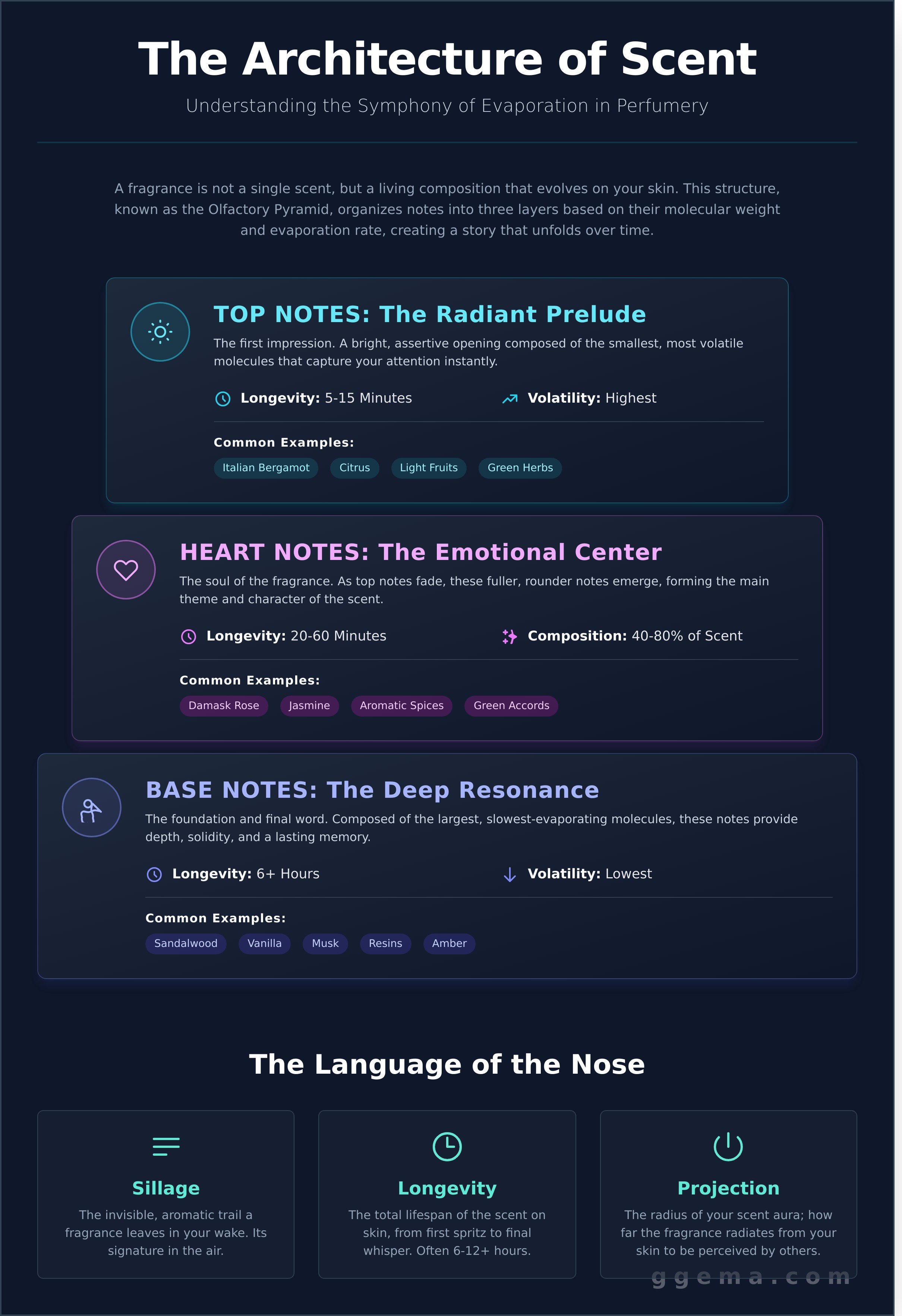 Perfume notes explained infographic - visual guide