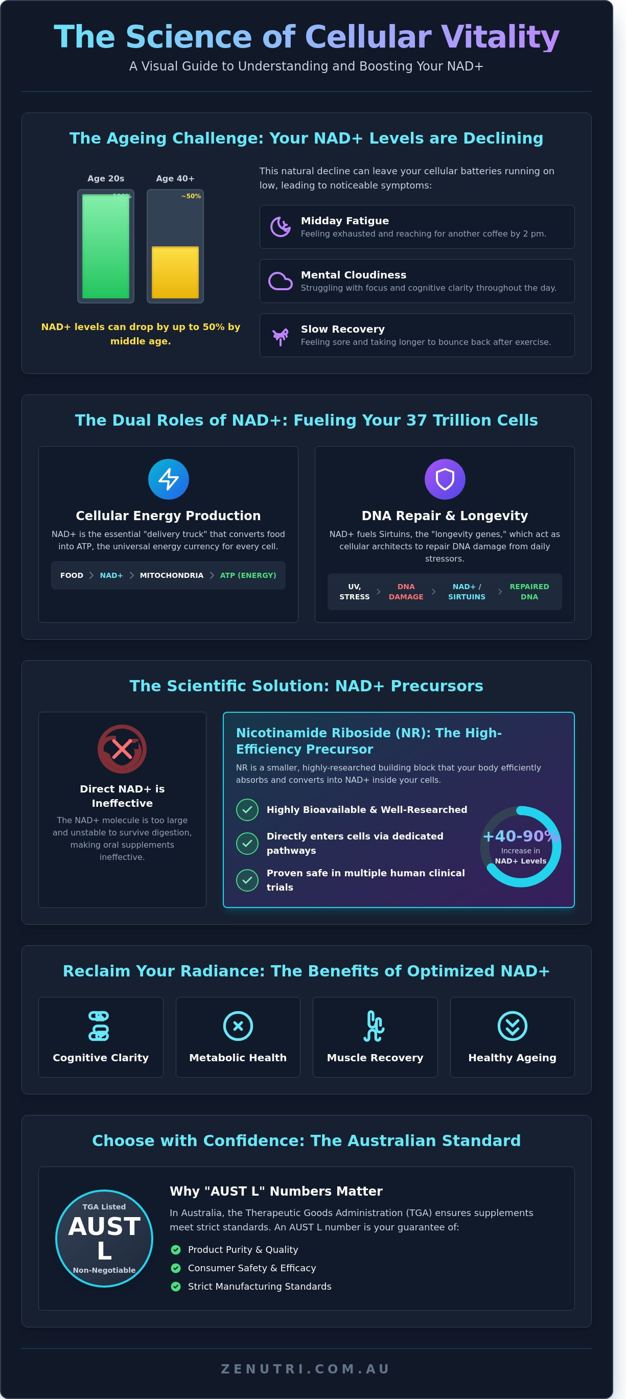 Nad+ supplement infographic - visual guide