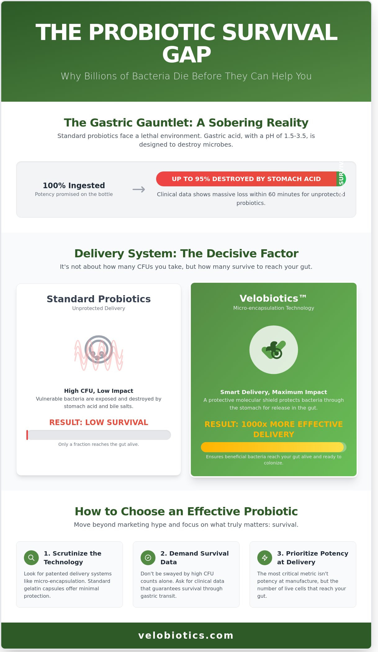 Probiotics that survive stomach acid