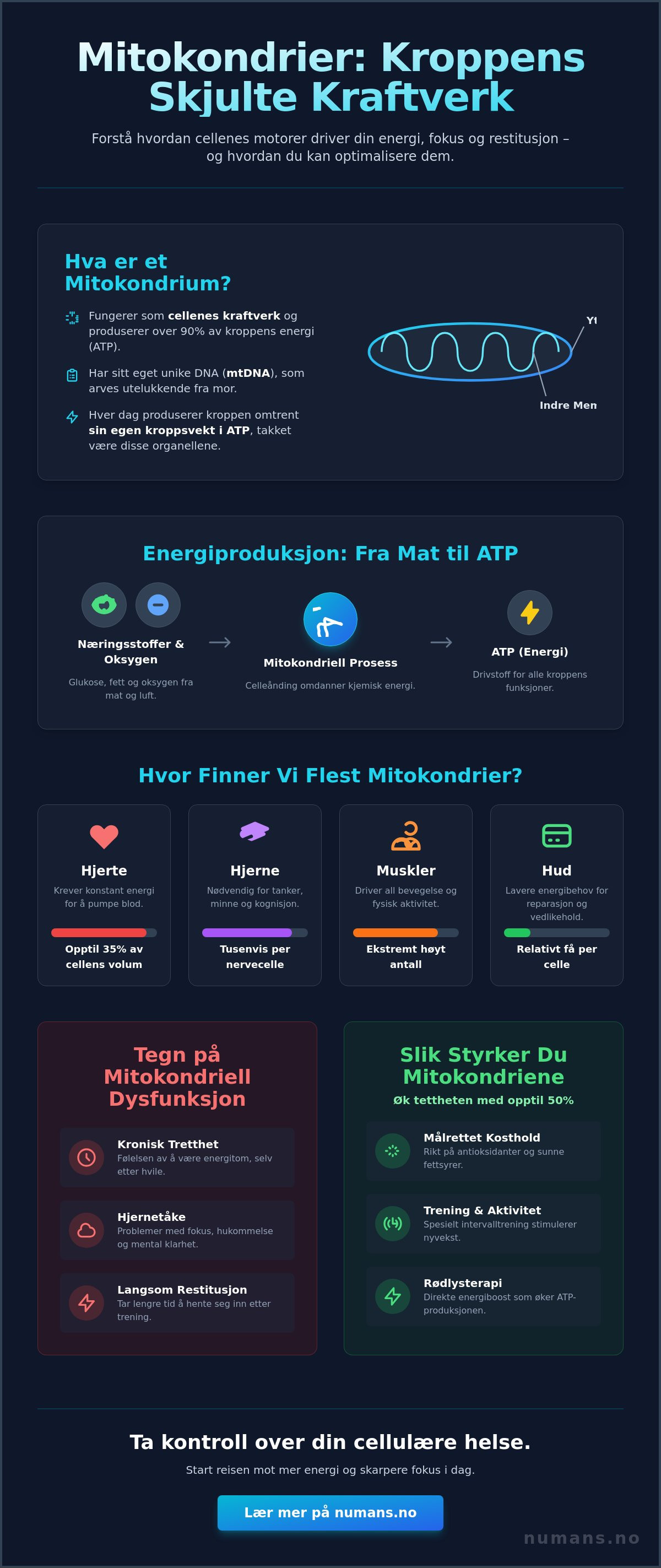 Mitokondrier