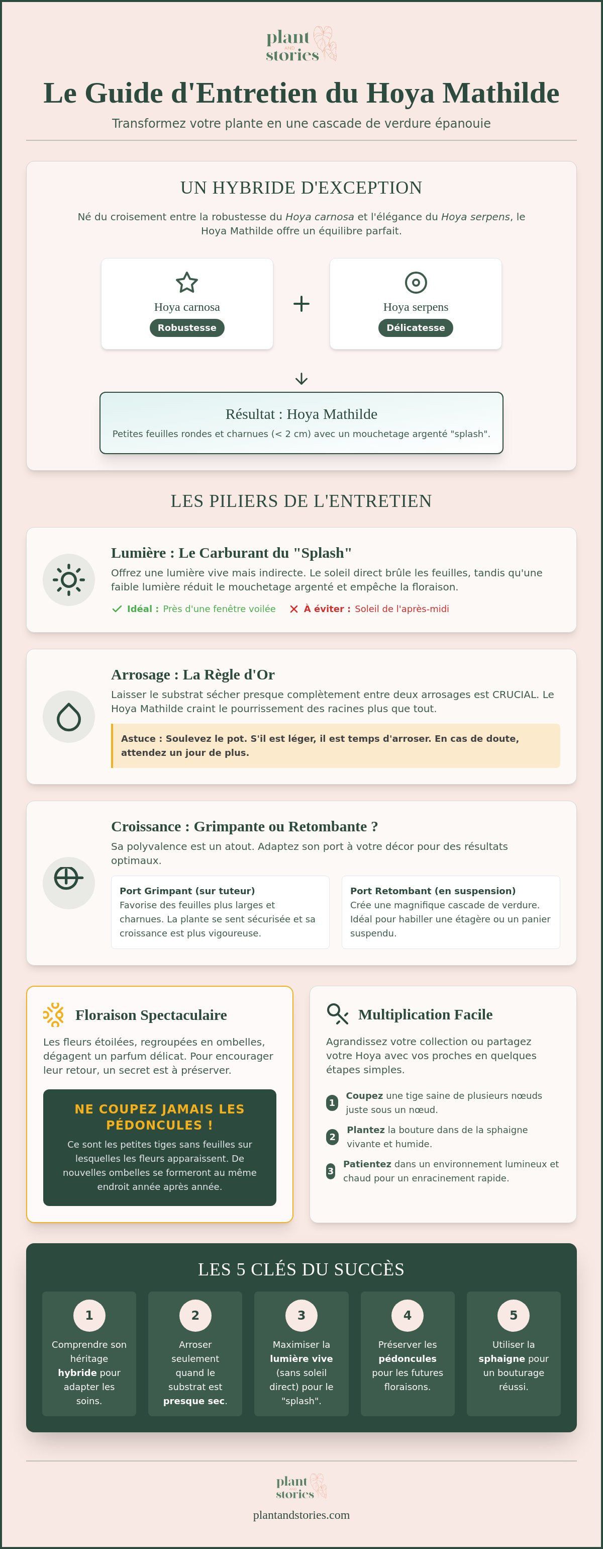 Hoya mathilde entretien