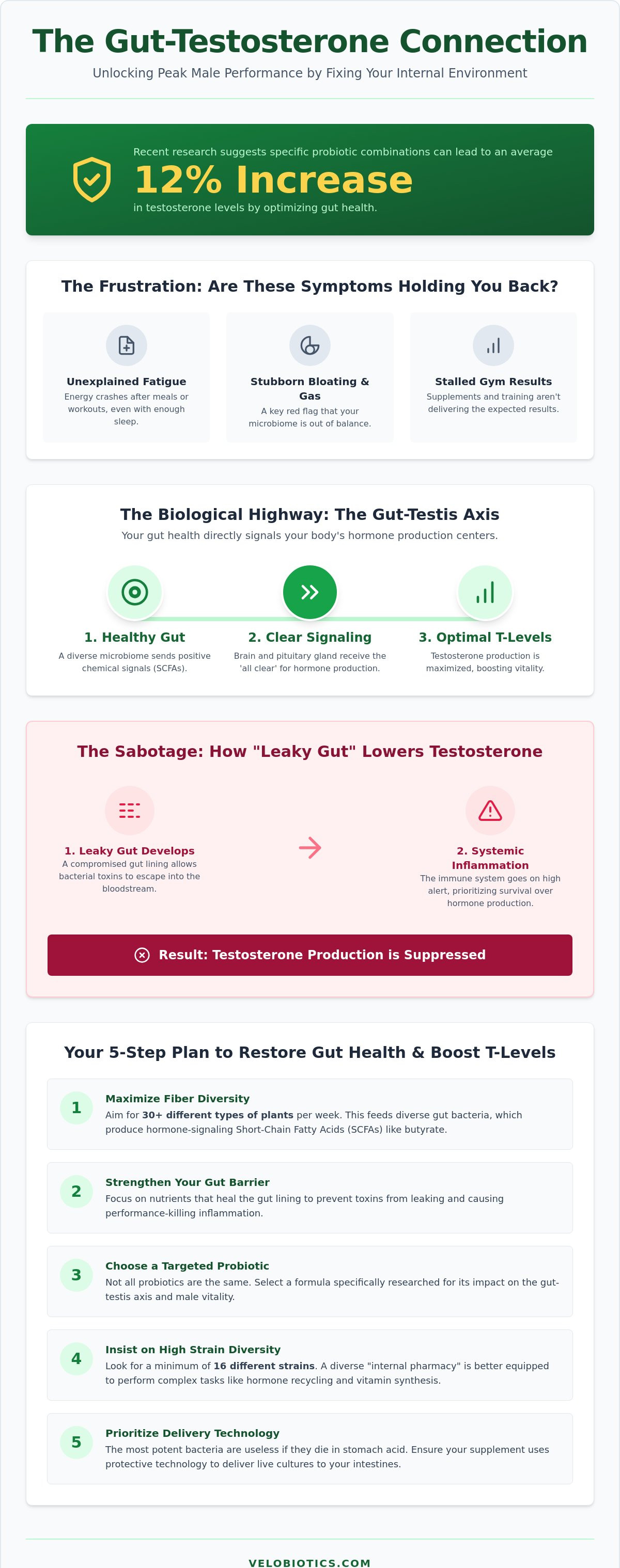 How gut health impacts male testosterone levels