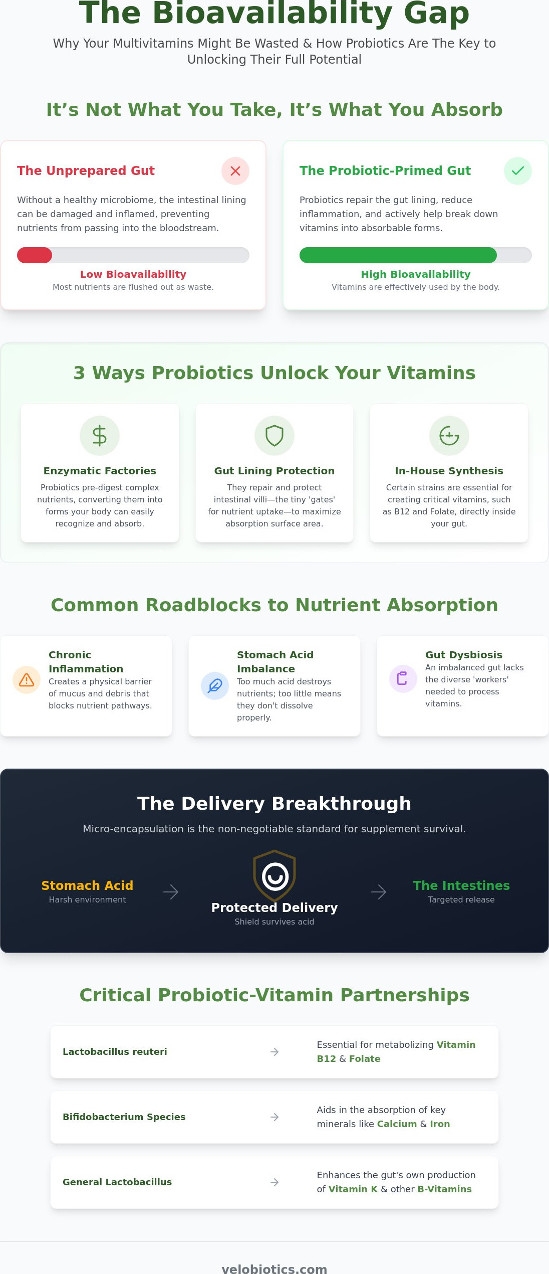 How probiotics improve multivitamin absorption