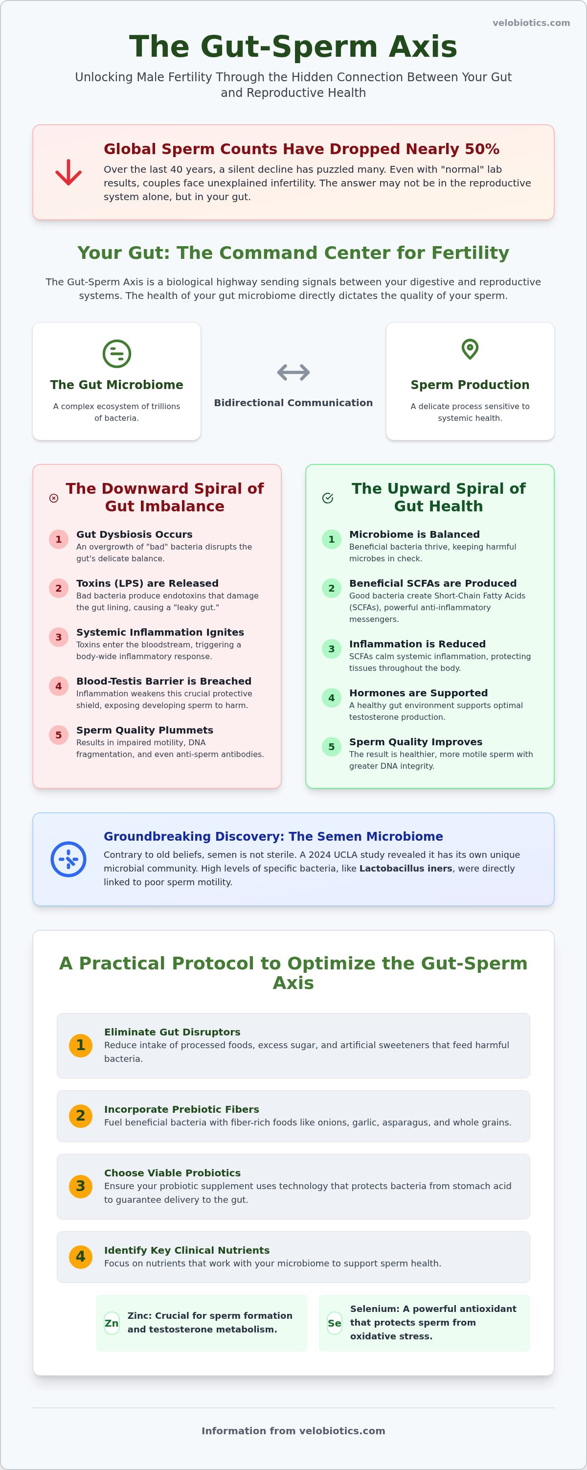 Gut health and male fertility connection