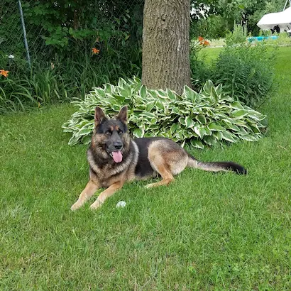 Hans Goodboy