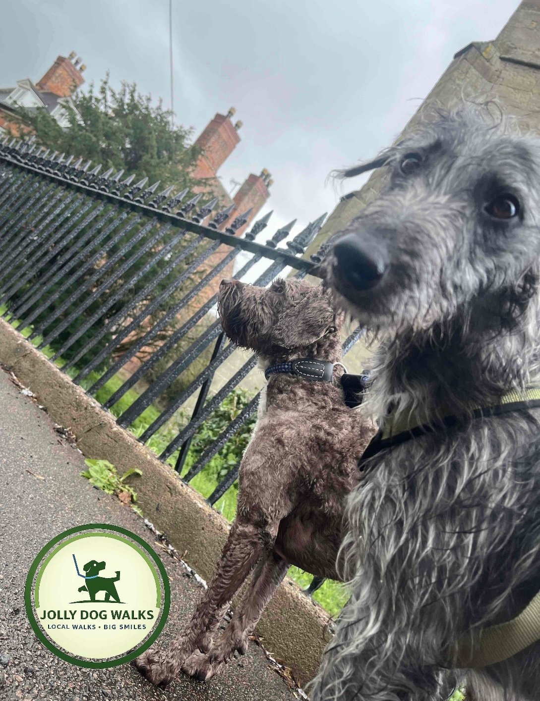 A Complete Guide to Jolly Dog Walks: Professional Pet Care in Barton and Burton