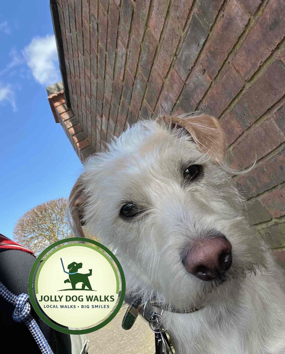 Alternatives to Doggy Daycare in Staffordshire: Find the Right Care for Your Dog