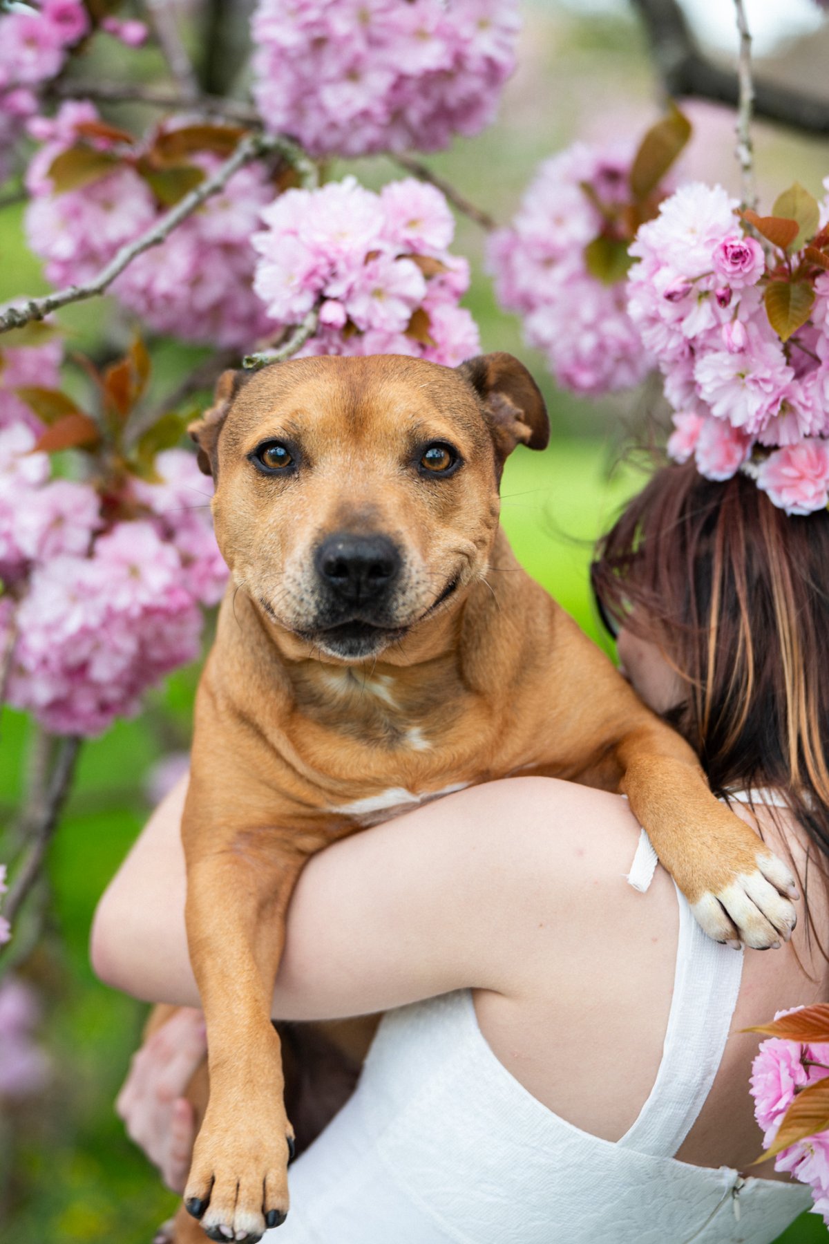Including Pets in Your Lancashire Family Portrait