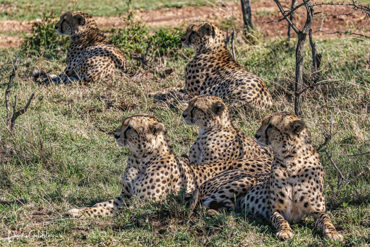 Cheetah coalition of 5 males in the Massai Mara, Kenja