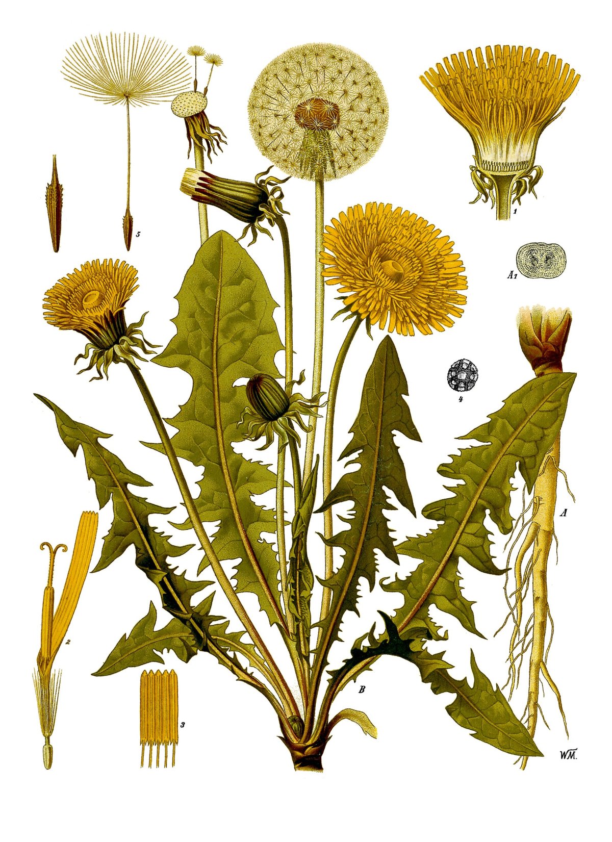 The Botanical Orb: A Fragment of Summer Held in Eternal Stillness