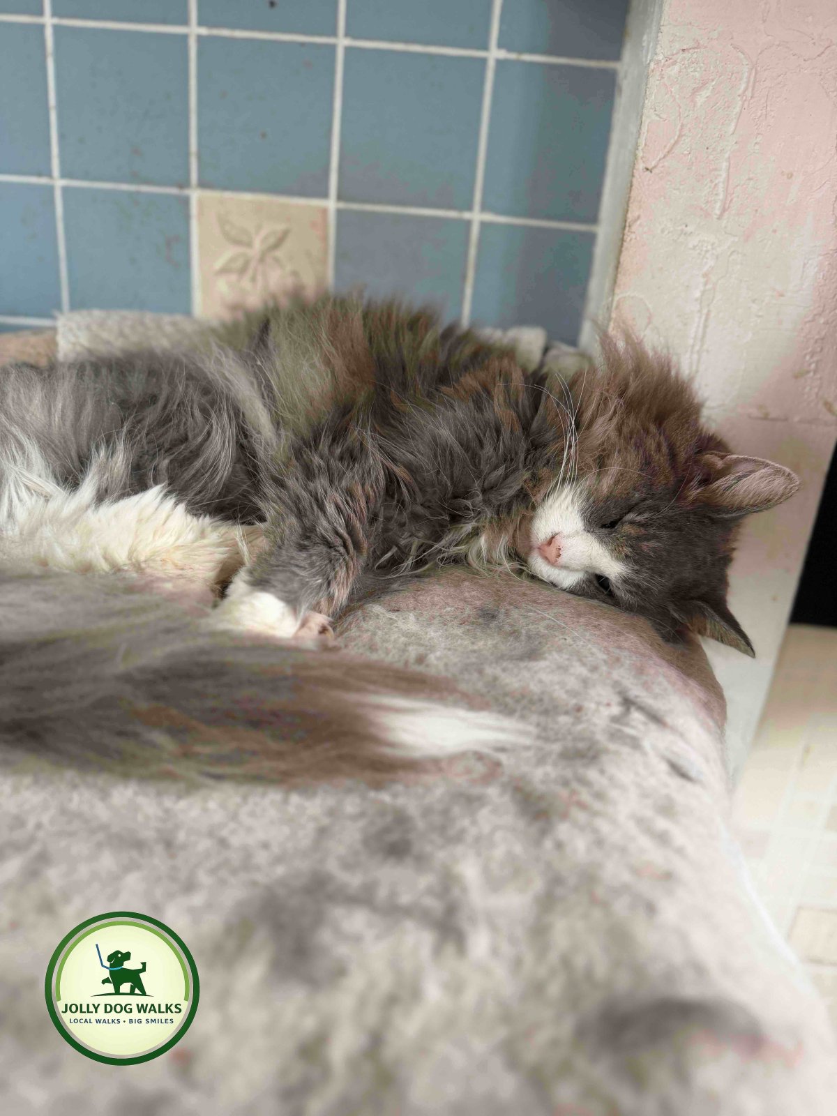Professional Cat Feeding Service in Tutbury: Reliable Home Care for Your Feline