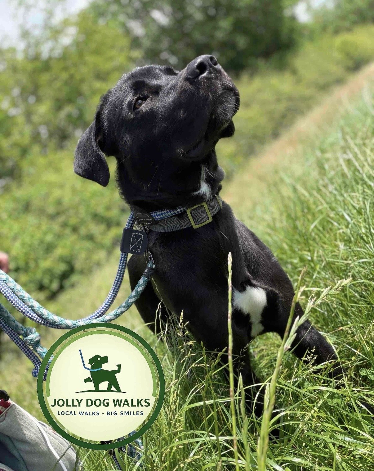 Choosing a Local Pet Sitting Company in Burton upon Trent