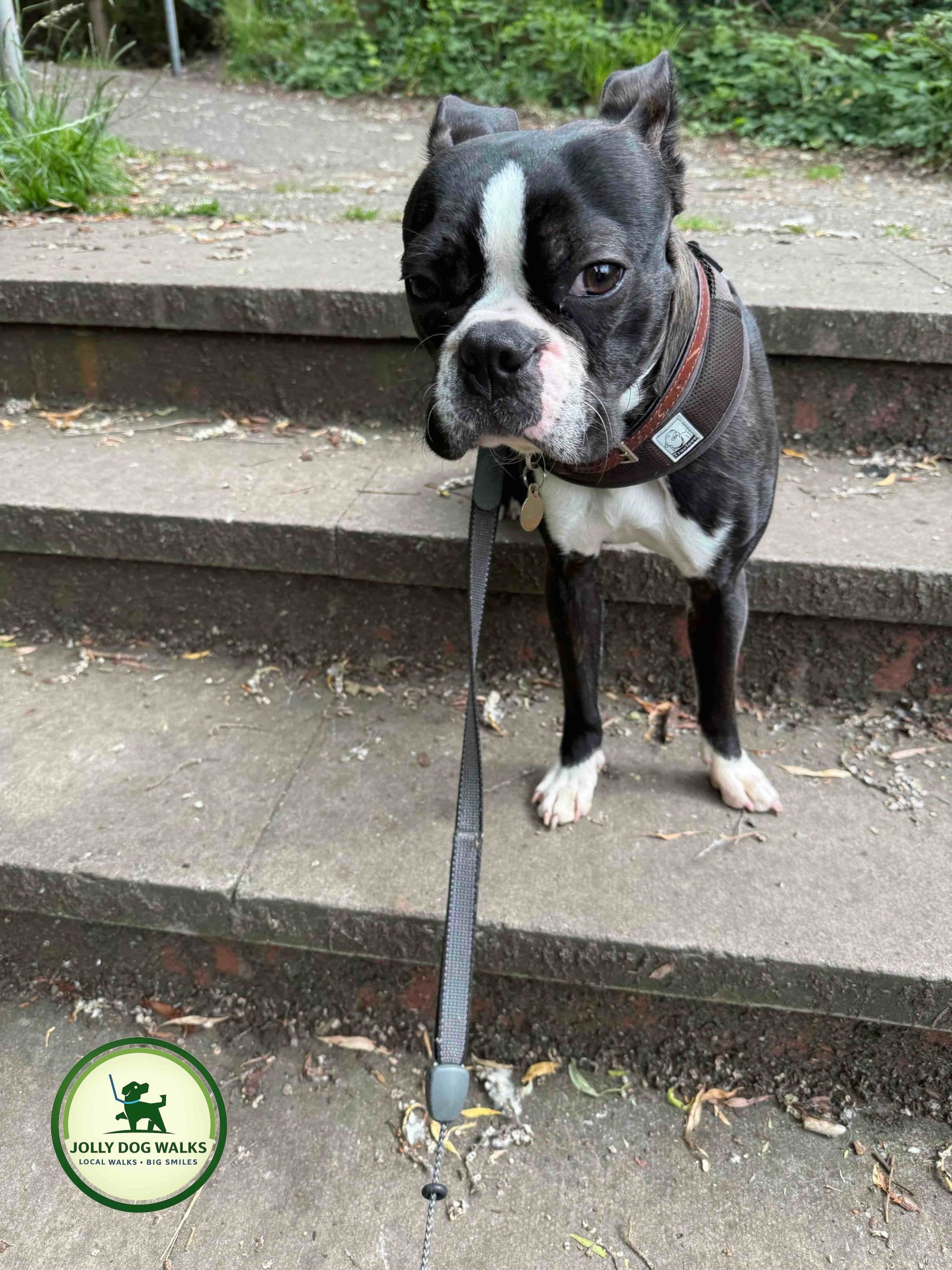 DBS Checked Pet Sitter in Tatenhill: The 2026 Local Buying Guide
