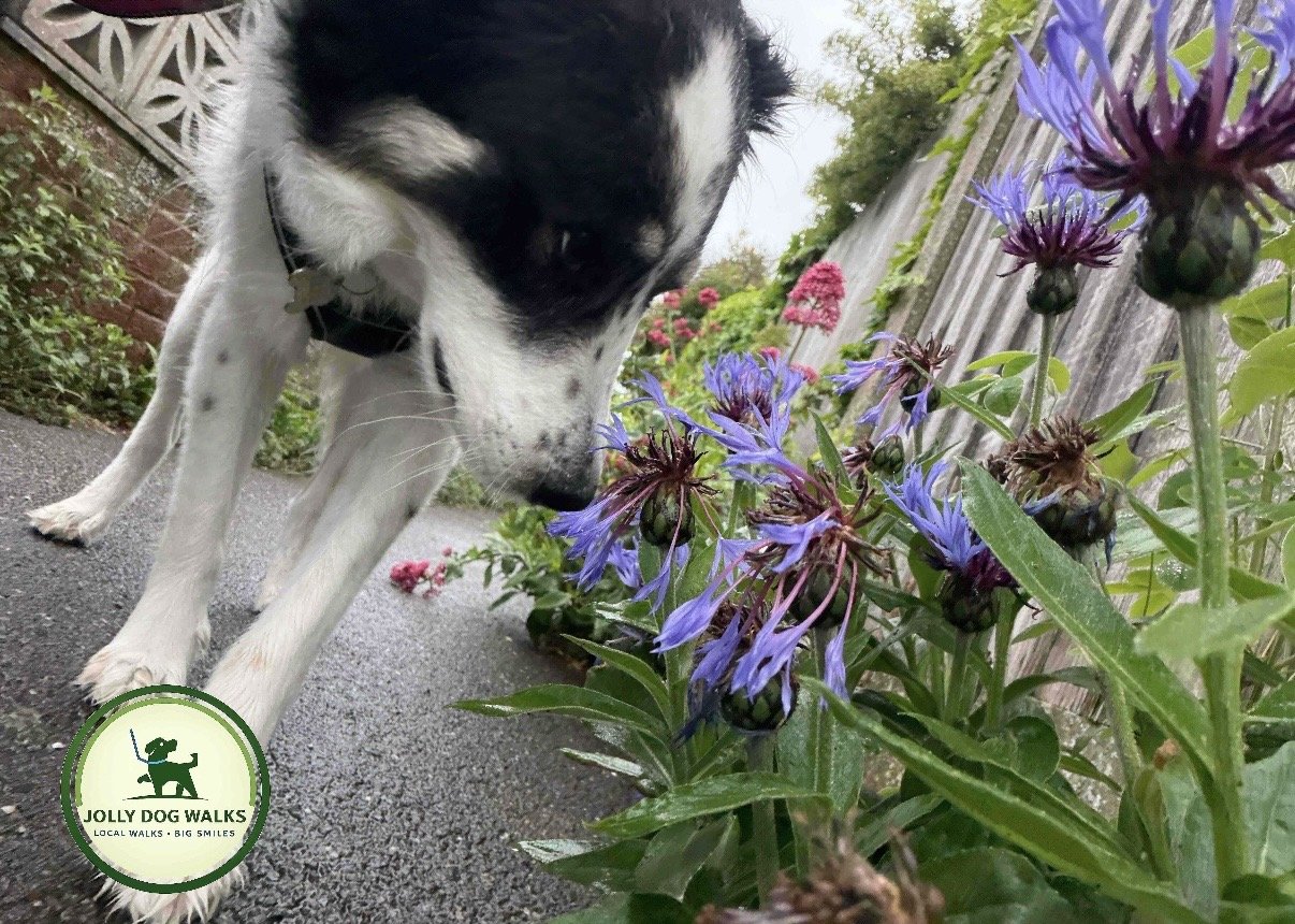 Finding a Dog Walker for Rescue Dogs: Trust and Safety