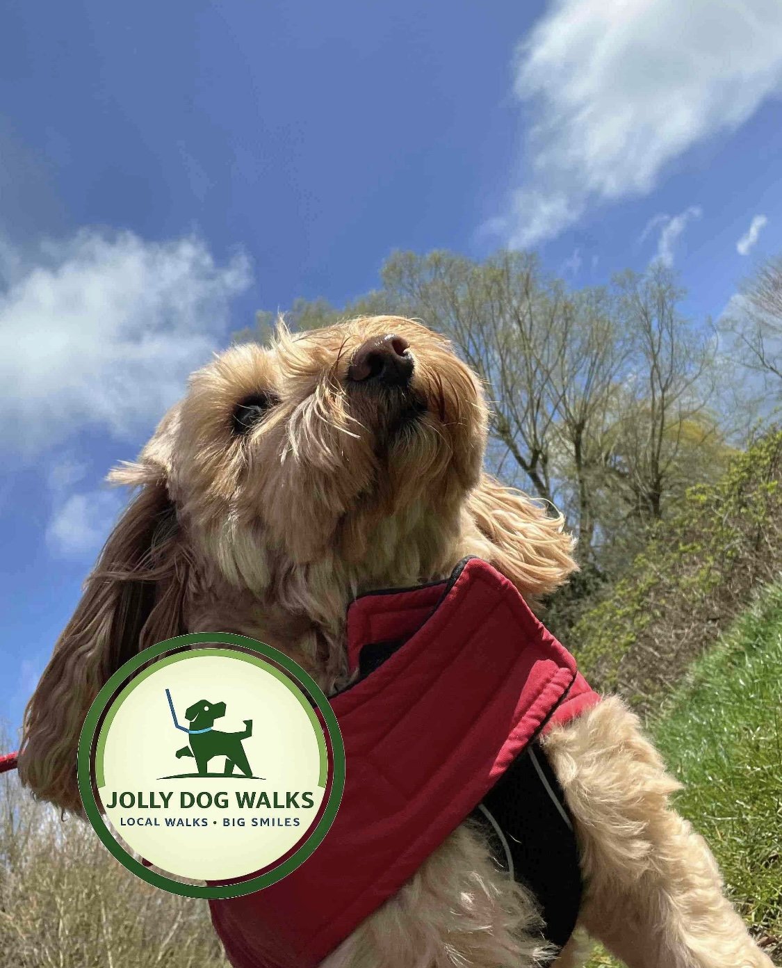 Finding the Best Dog Walker in Barton Under Needwood: A Local Buying Guide