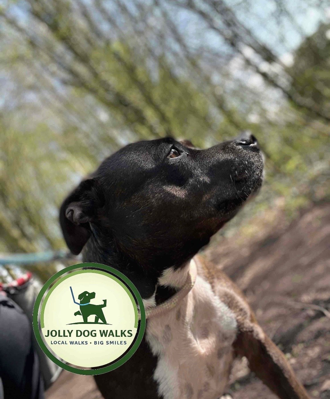 Home Pet Visits in Burton upon Trent: A Guide to Choosing the Right Care