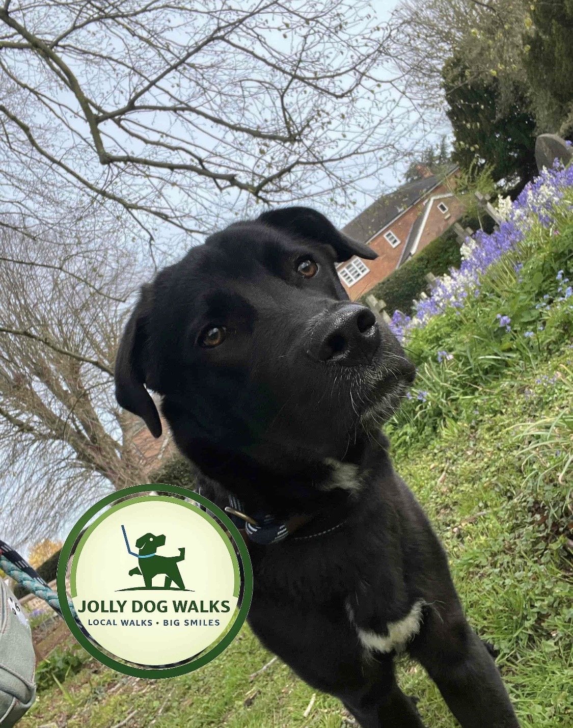 How to Create Personalised Dog Walking Plans for Your Pet’s Unique Needs