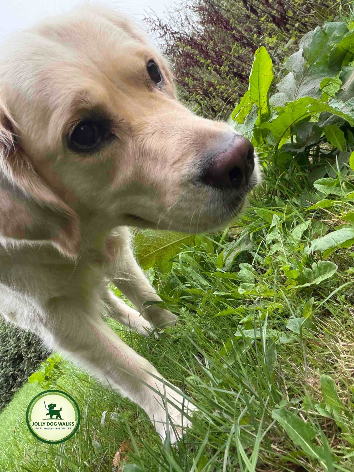 Jolly Dog Walks professional dog walking services