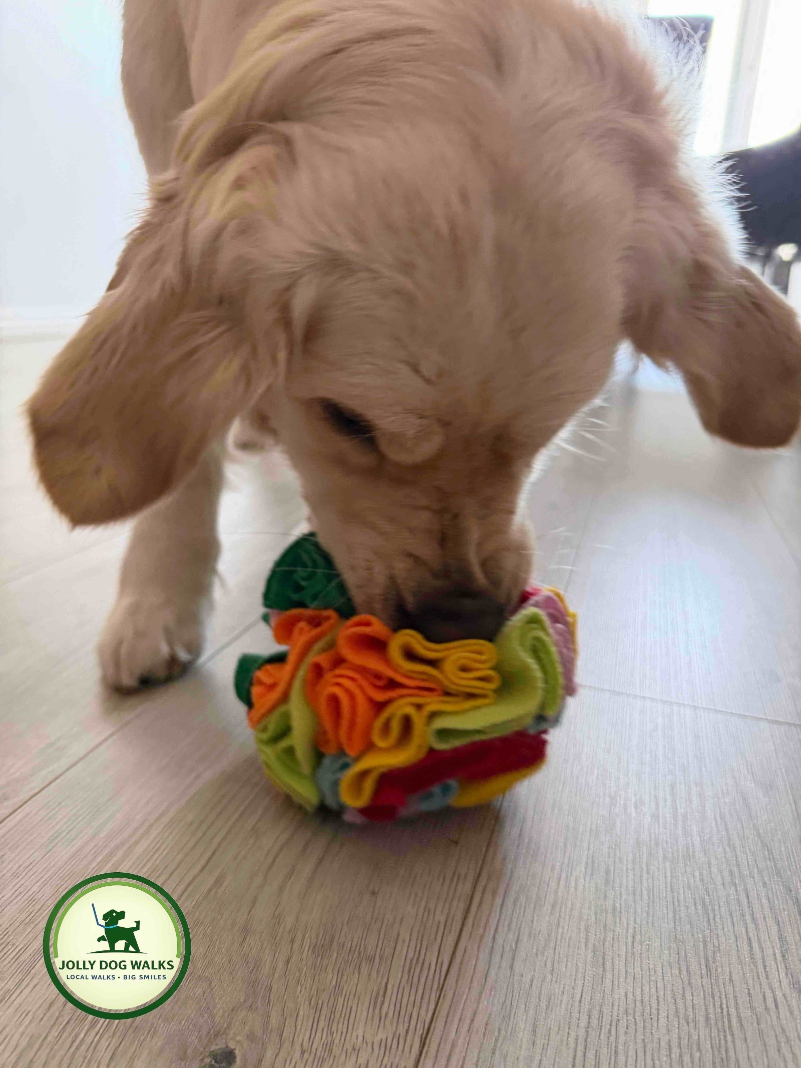Insured Dog Walker in Burton upon Trent: Professional Solo Care for Your Pet