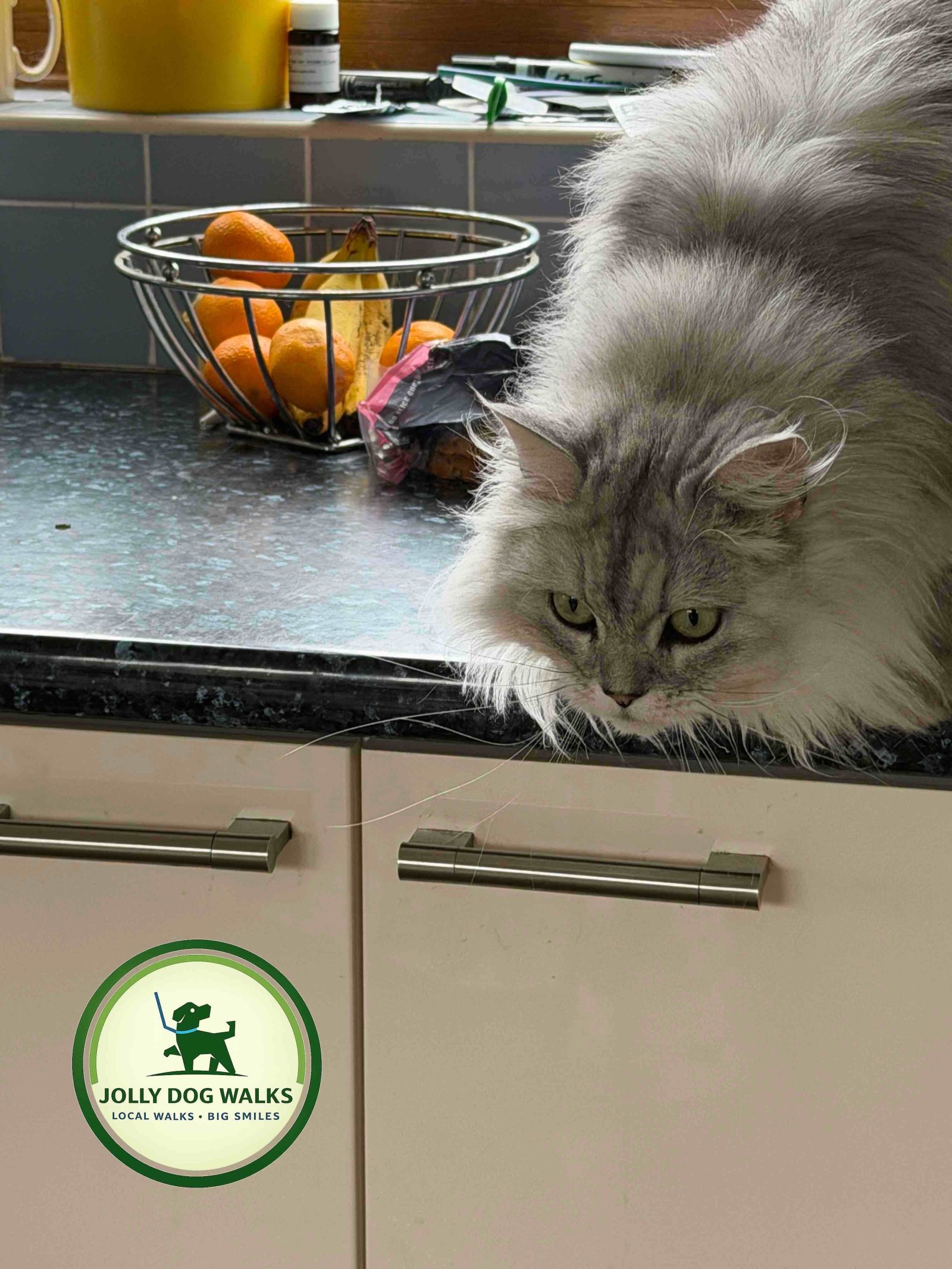 Insured Pet Drop-In Visits in Barton: 2026 Buying Guide