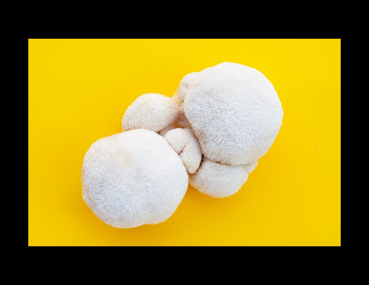 The Ultimate Guide to All-In-One Mushroom Grow Bags in 2026