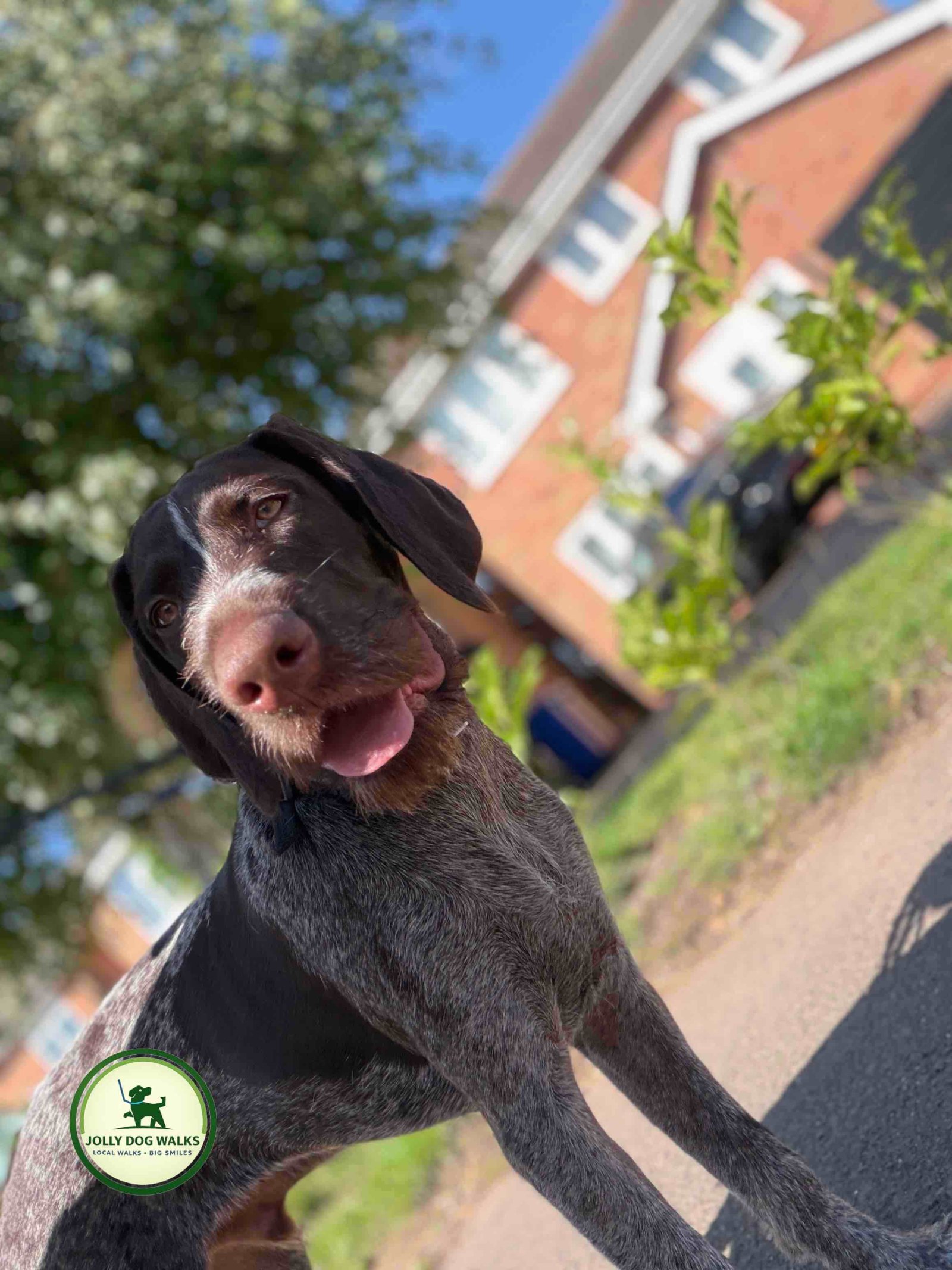Local Pet Drop-in Visits: Caring Support for Pets at Home