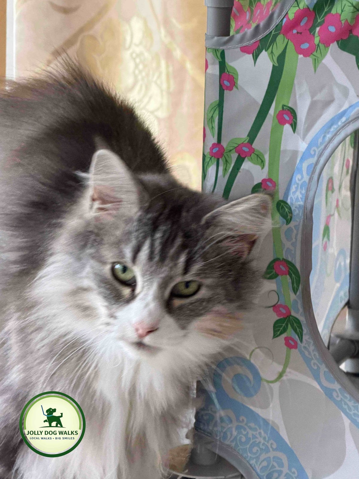 Cat Sitting in Burton upon Trent: Pet Drop-In Guide