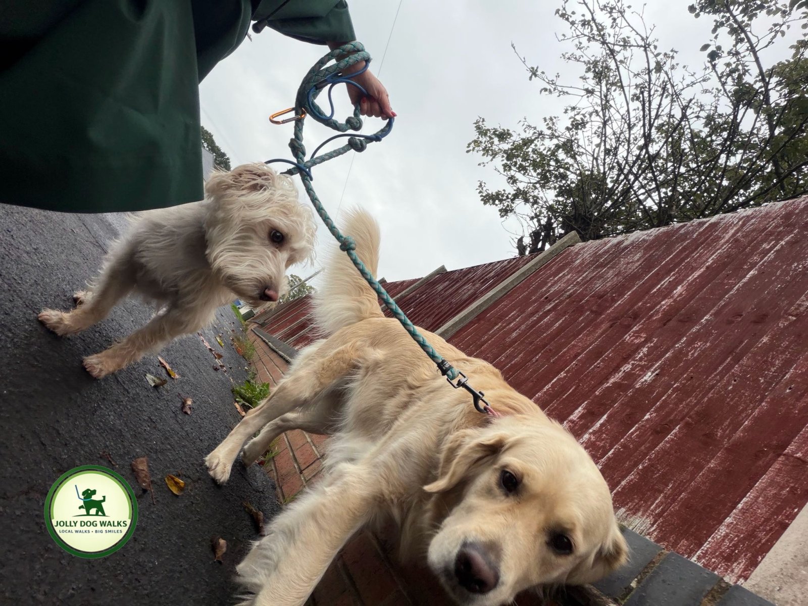 Pet feeding service in Drakelow: visits, prices and arrangements