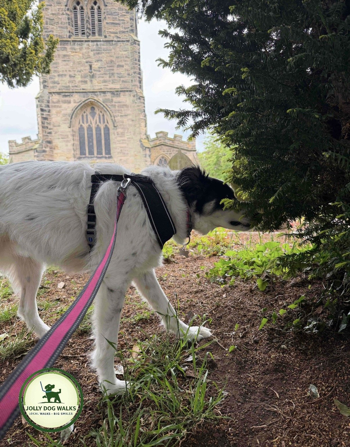 Pet Sitter Burton upon Trent: The 2026 Buying Guide to Professional Care