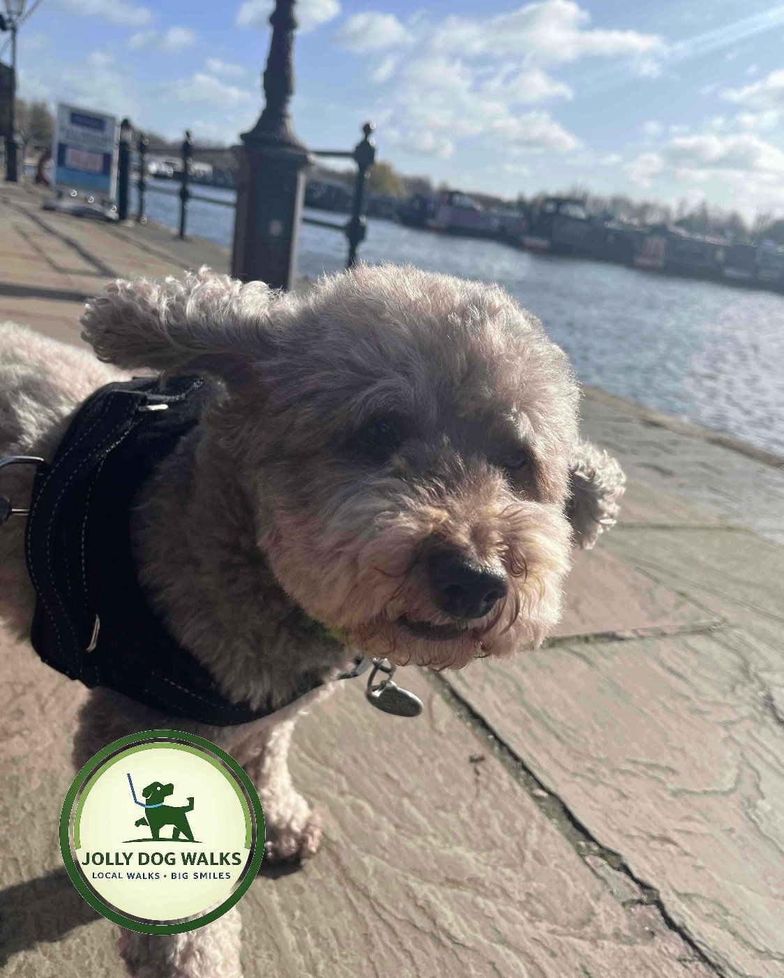 Pet Sitting Visits in Barton-under-Needwood: A Local Guide to Professional Care