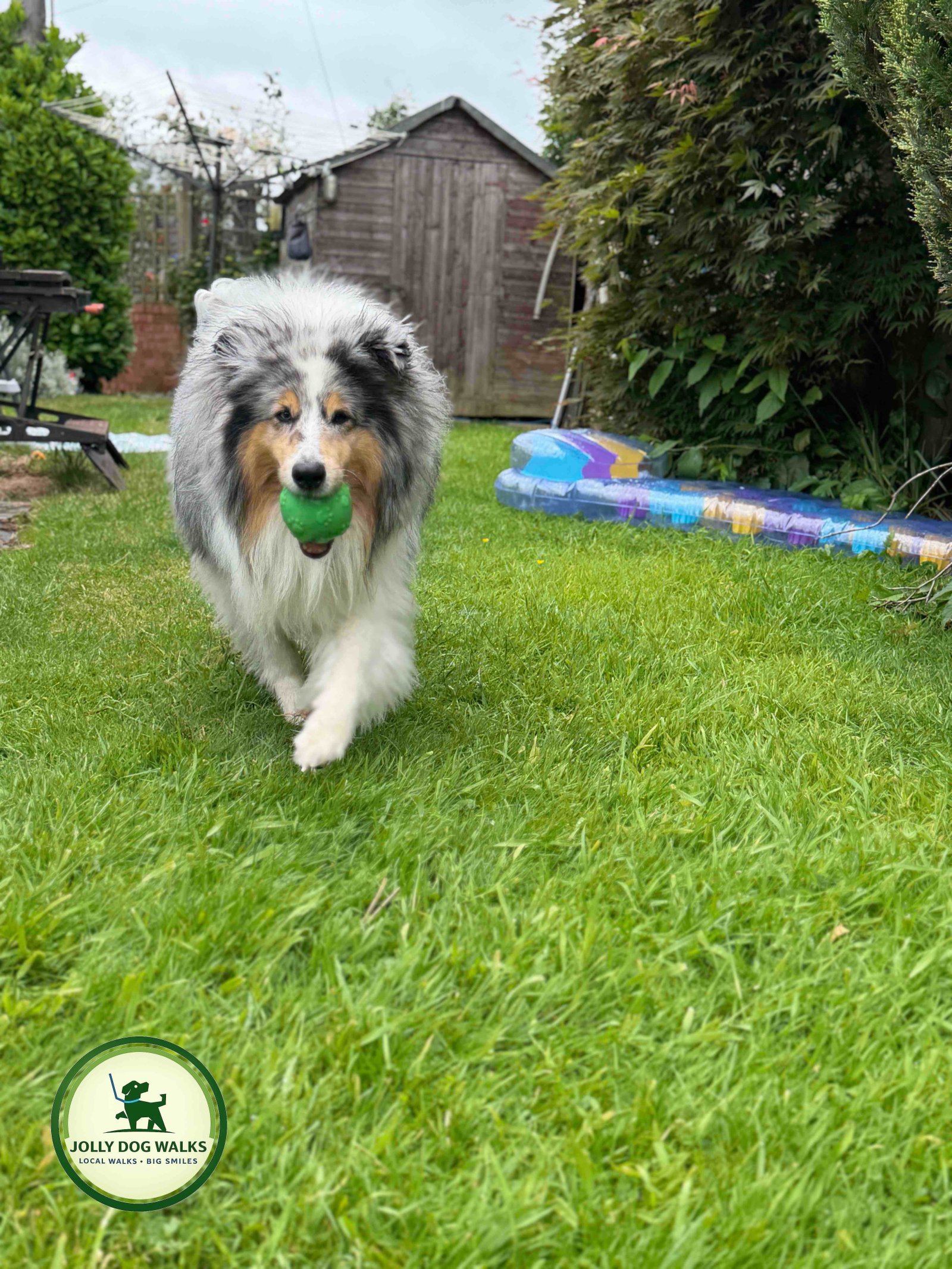 Preparing Your Dog for a Dog Walker in Burton: A Guide