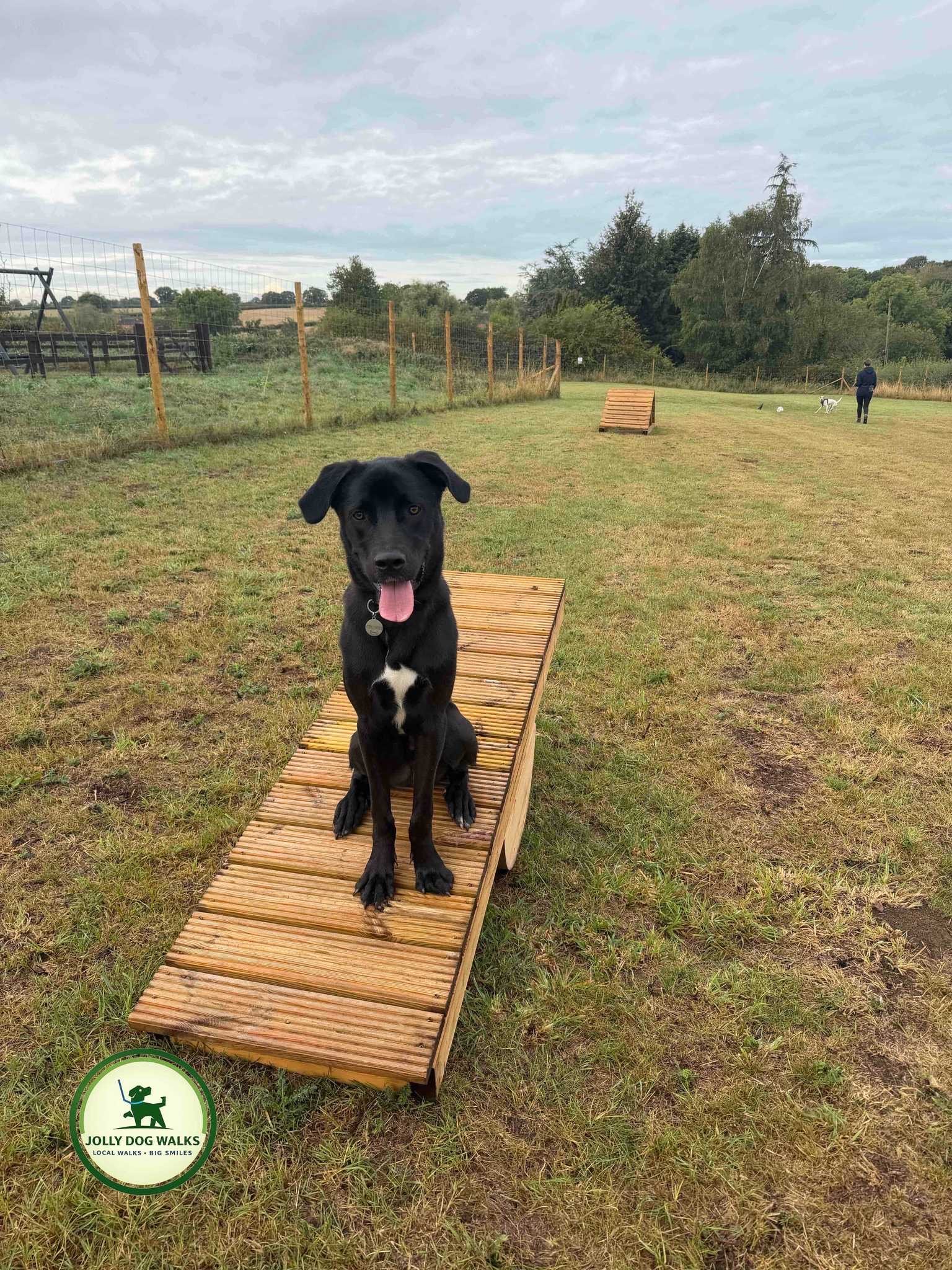 Puppy Home Visits in Staffordshire: What Young Dogs Need
