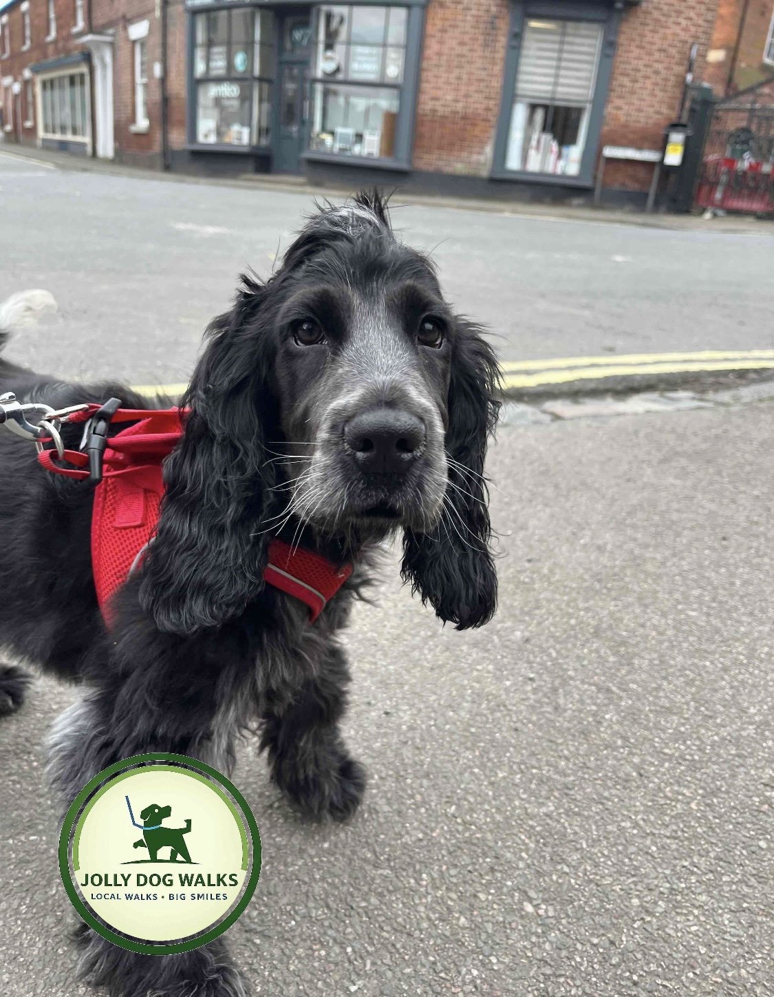 Puppy Home Visits in Tatenhill: A Guide for Owners