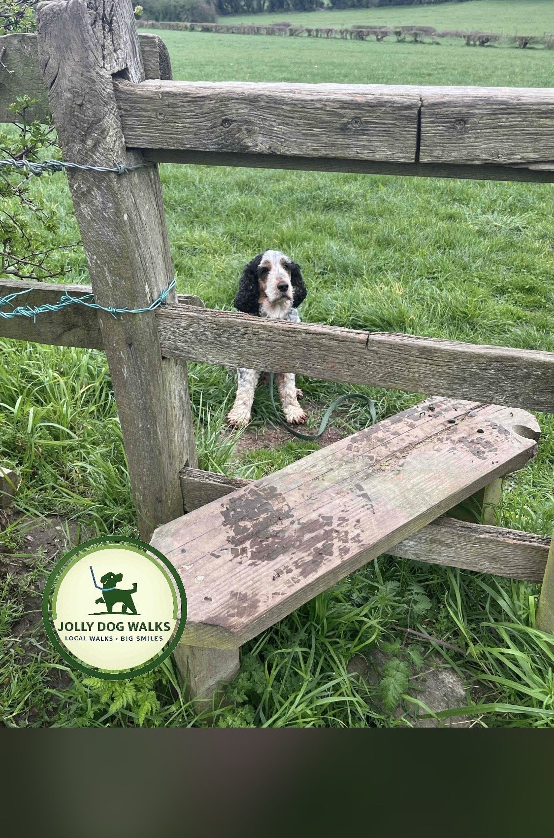 Puppy Pop-in Visits in Burton: Guide for New Owners
