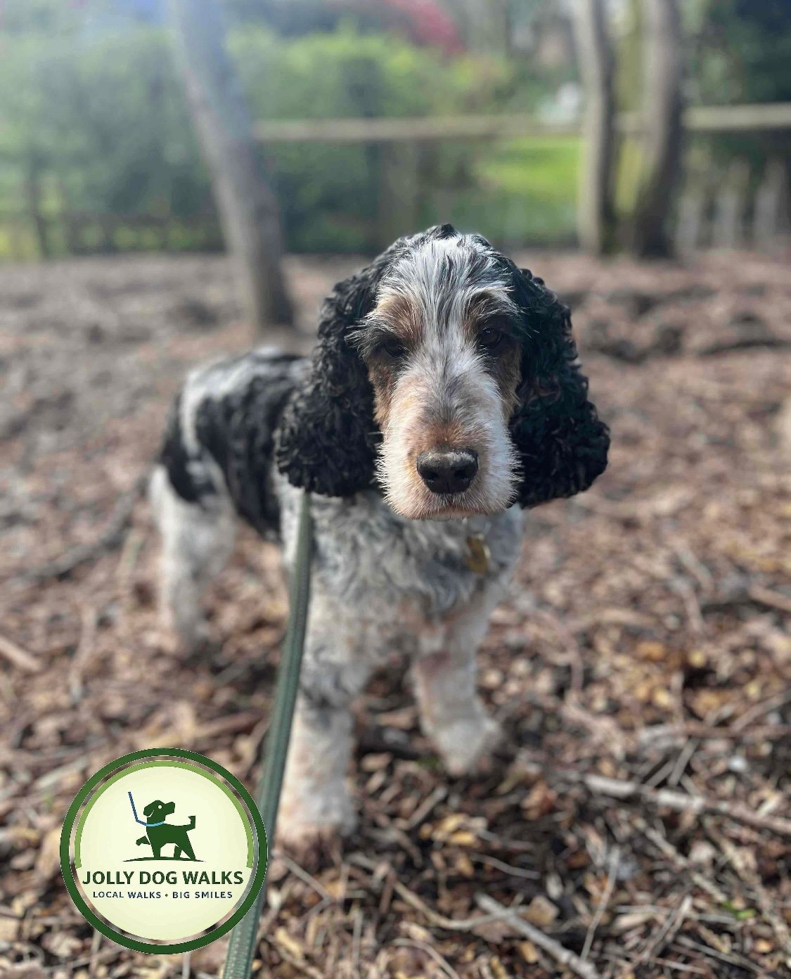Puppy socialization without group classes for Branston puppies