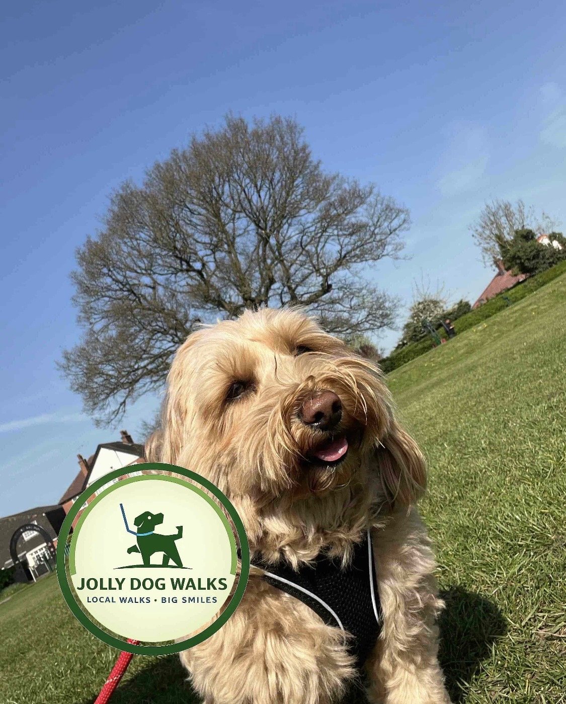Puppy Toilet Breaks in Staffordshire: A Calm, Practical Routine