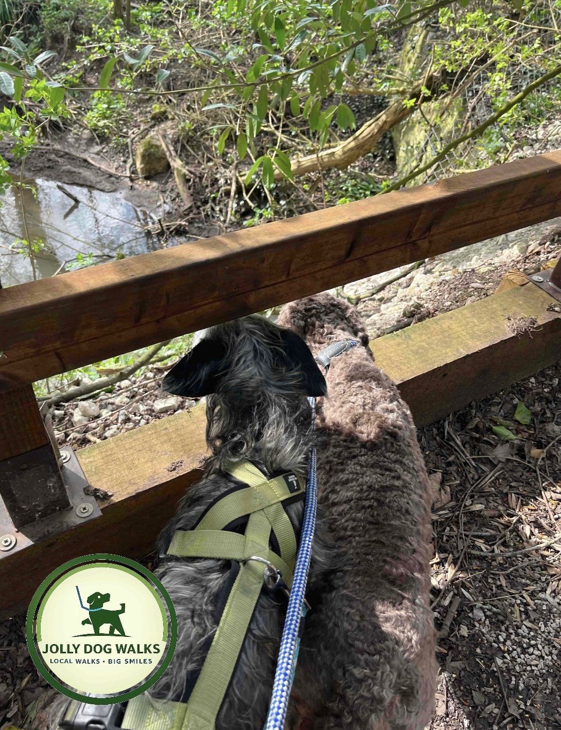 Puppy Toilet Breaks in Staffordshire: New Owner's Guide
