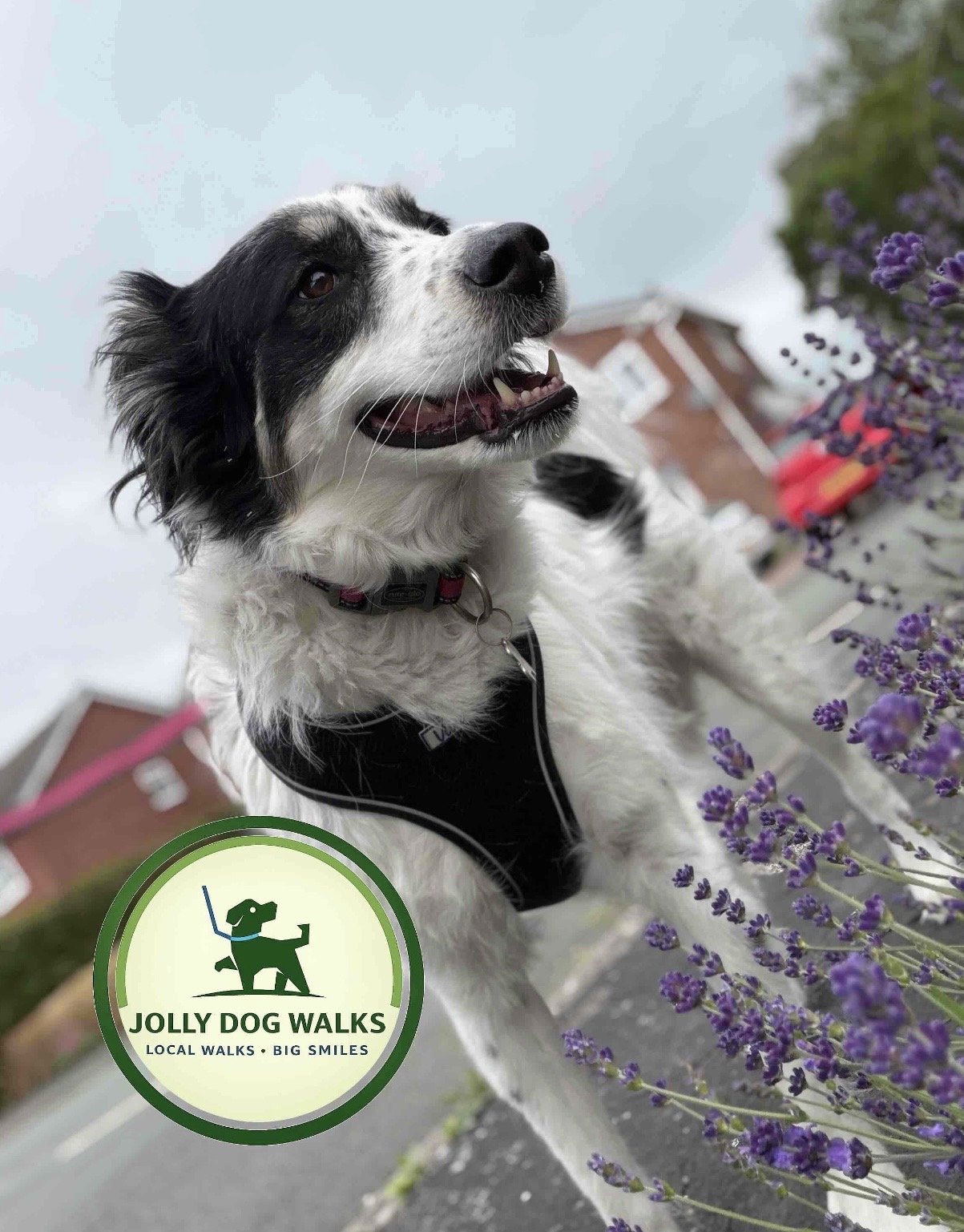 Reliable Pet Sitter in Drakelow: Caring, Practical Support for Your Pet