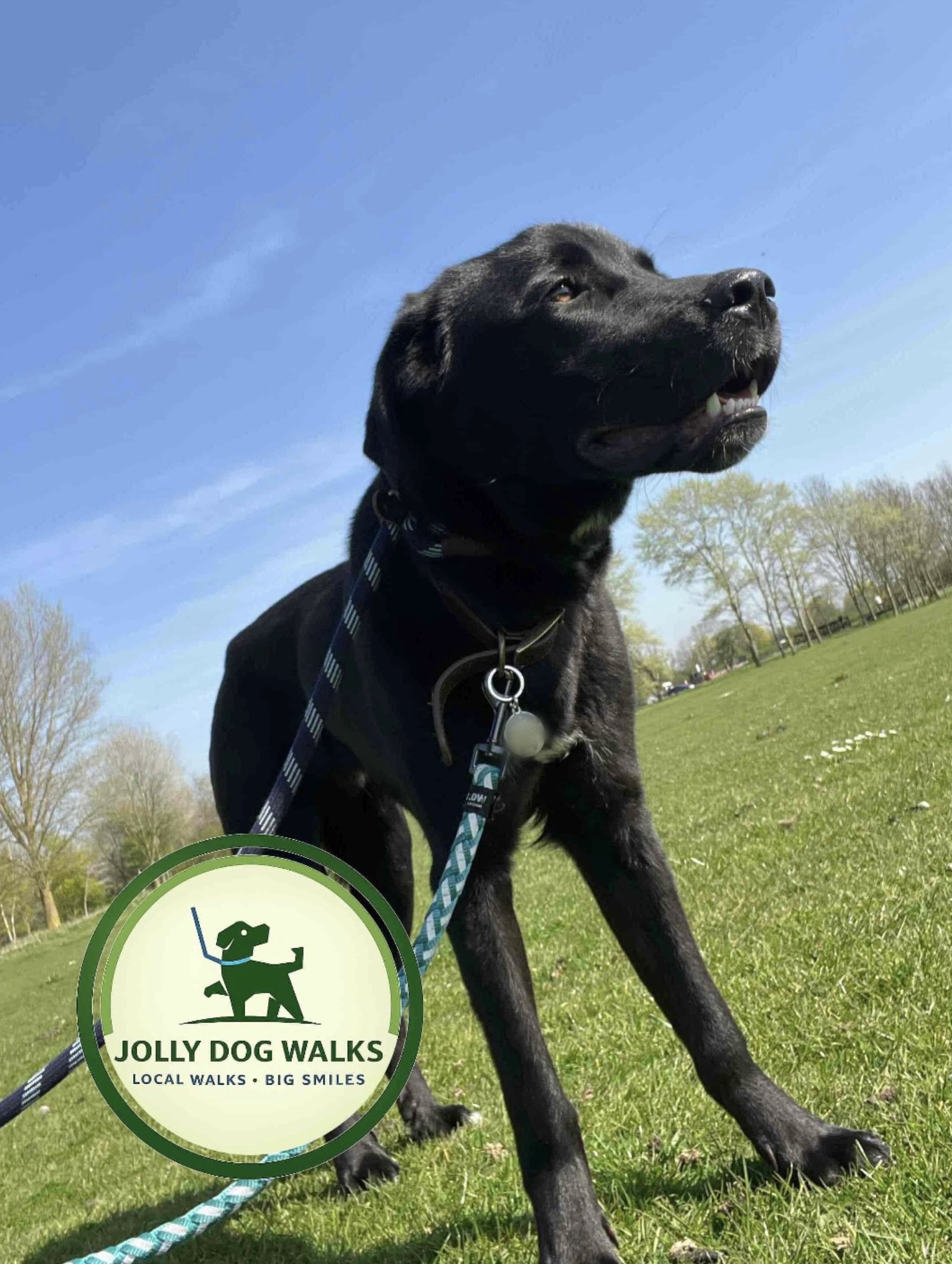 Safe Puppy Socialisation in Burton upon Trent: A Guide to Solo Drop-in Services