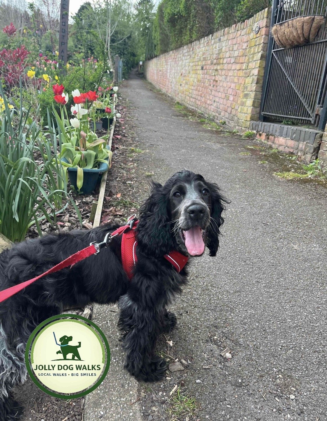Short Dog Walks in Burton upon Trent: A Guide to Local Low-Impact Exercise