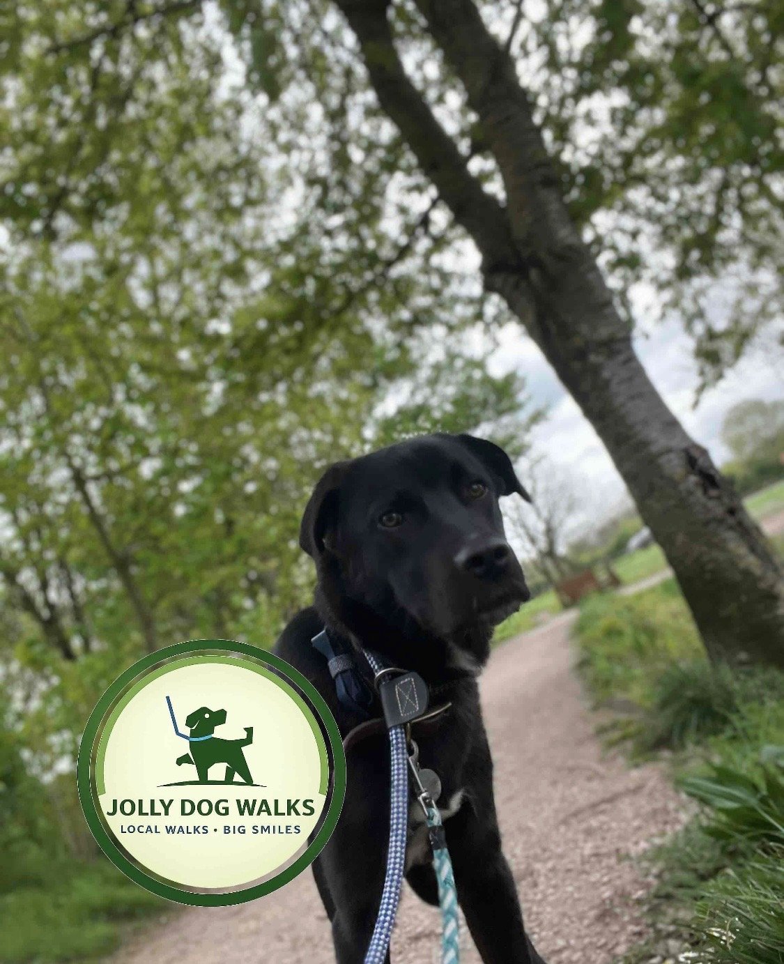 Solo Dog Walking for Puppy Training in Burton: 2026 Guide
