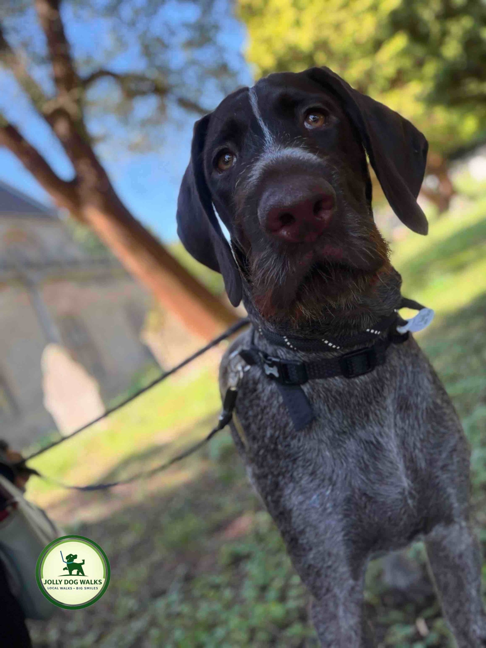 Solo Dog Walking in Stretton: Choosing an Experienced Dog Handler