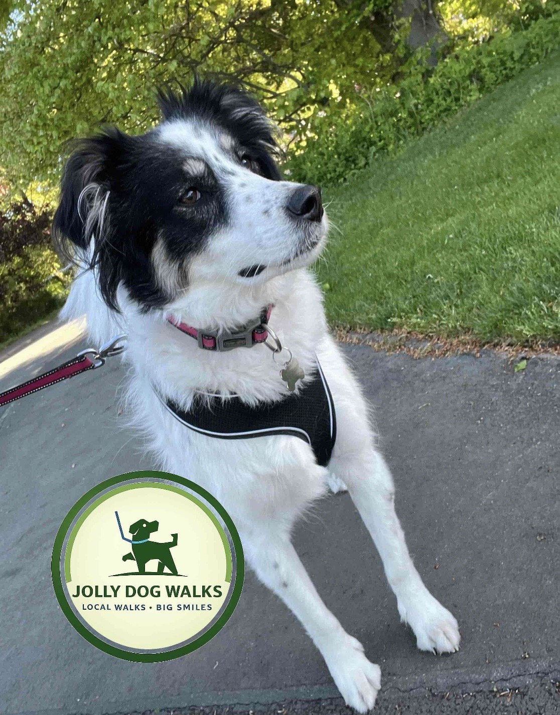 Staffordshire Pet Check-In: Professional In-Home Care