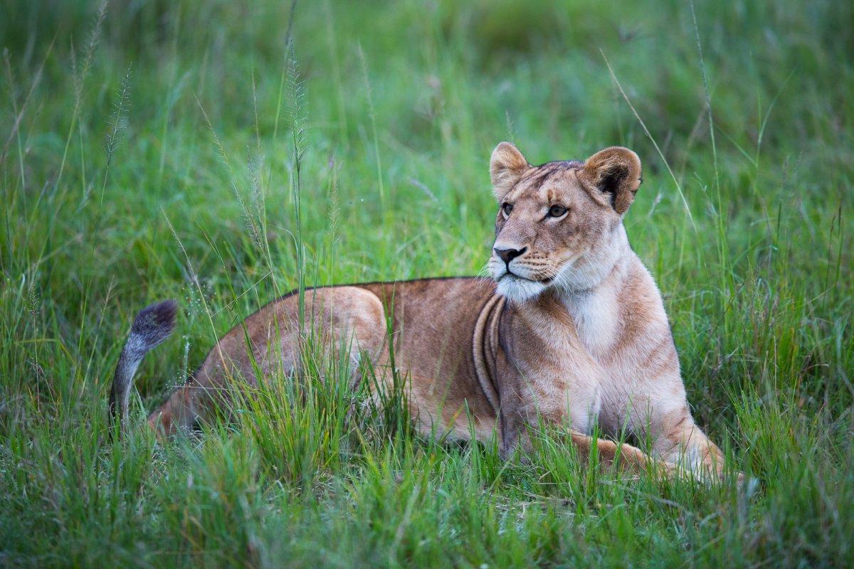 6 day Tanzania safari cost, accommodations and wildlife