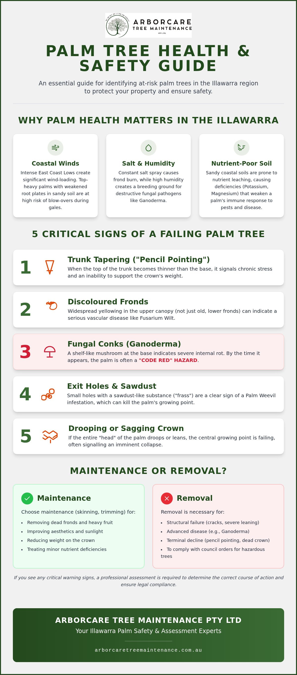 Palm tree health assessment Illawarra